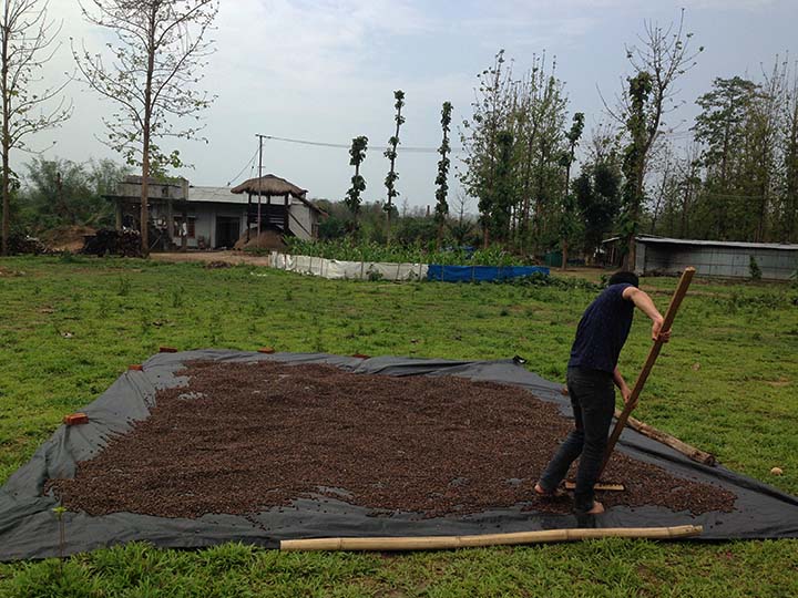 Drying coffee