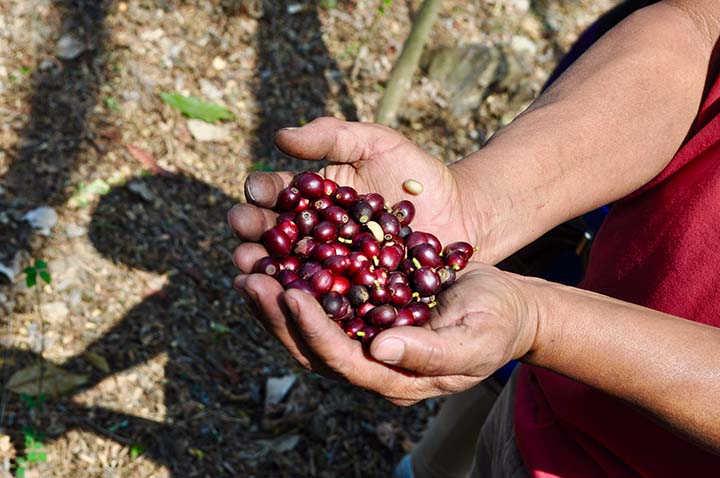 coffee harvest